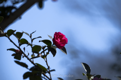 水縹に山茶花