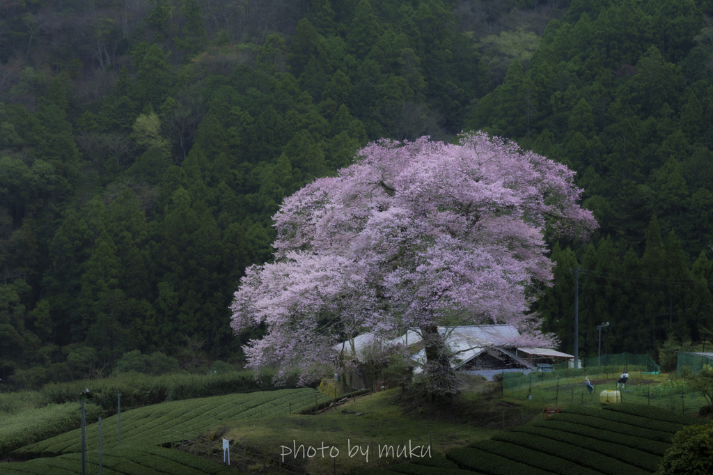 牛代の水目桜　夜明け前