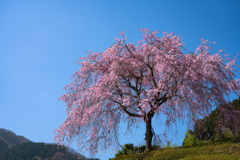 崖の上の一本桜