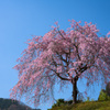 崖の上の一本桜