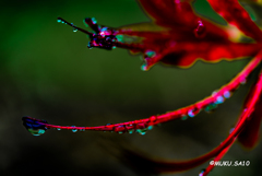 雨の彼岸花２