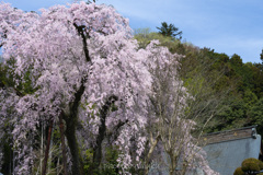 大きな枝垂れ桜