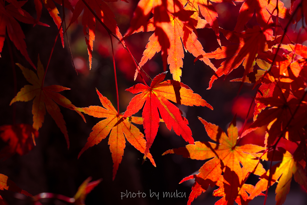 グラデーション