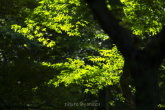 緑光