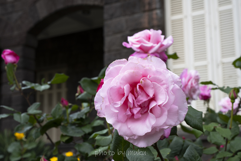 古河庭園の薔薇４