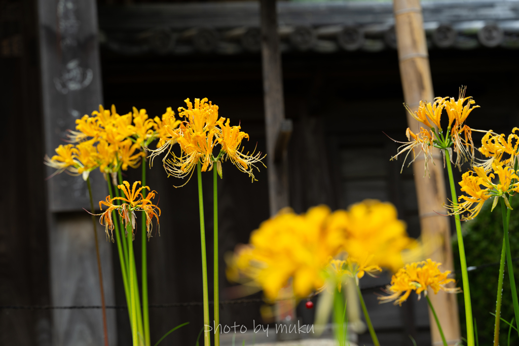 西方寺曼殊沙華 黄