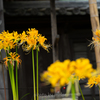 西方寺曼殊沙華 黄