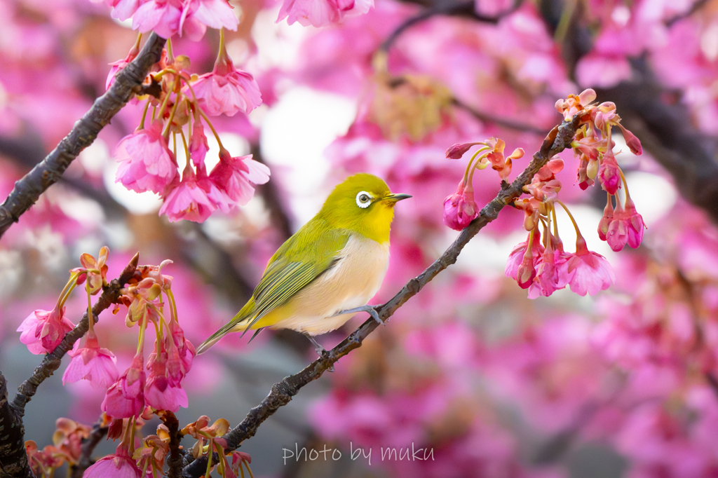 春の蜜祭り２