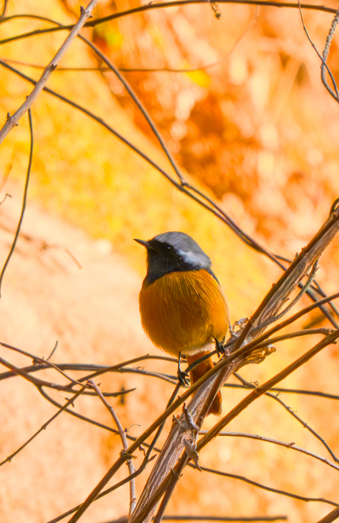 ジョビオ朝日を浴びる