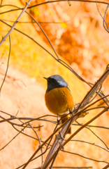 ジョビオ朝日を浴びる