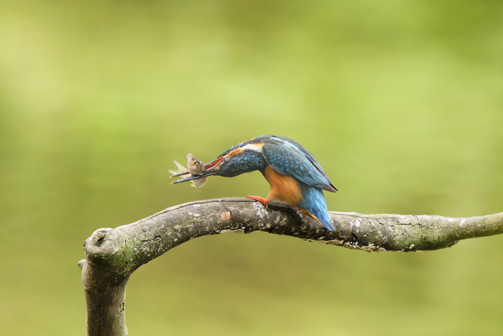 池の上で朝食を６