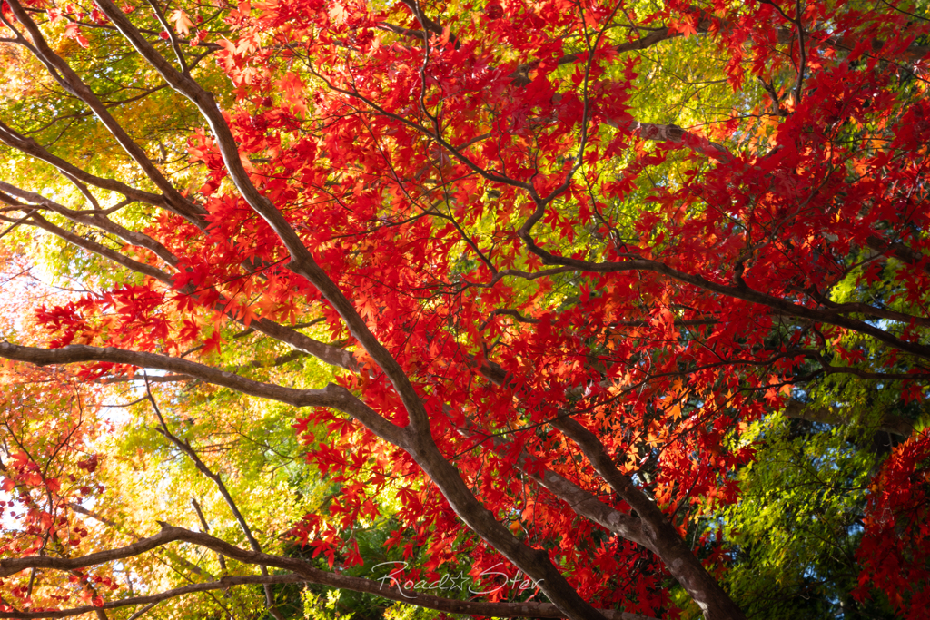 阿夫利神社の紅葉