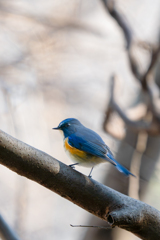 藪の中の貴公子３