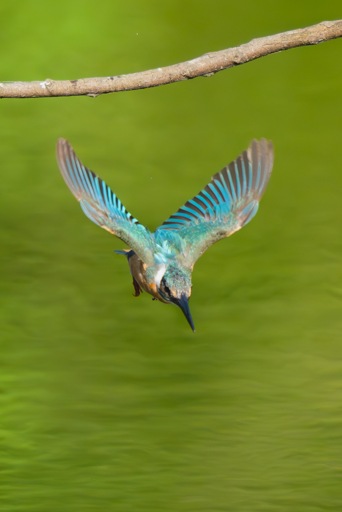 飛び出すカワセミさん