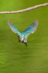 飛び出すカワセミさん