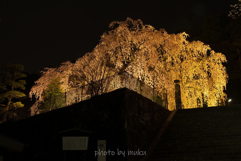 舞台の桜