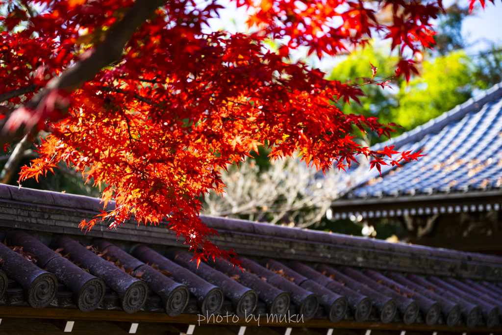 瓦と紅葉