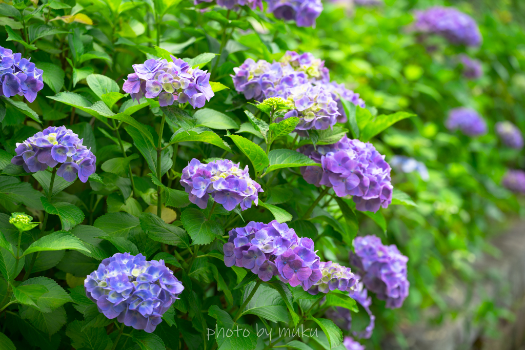 紫陽花ロード　紫