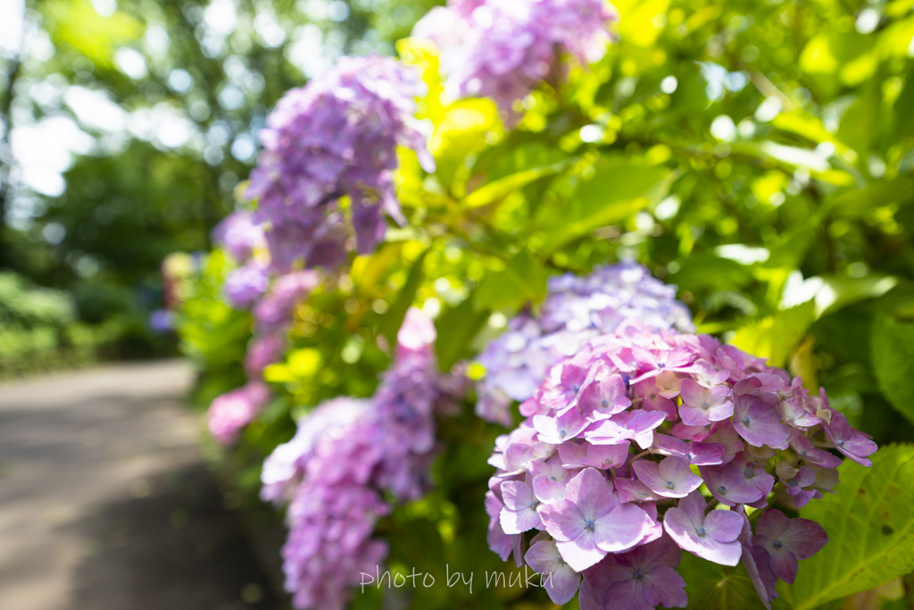 紫陽花ロード　ピンク