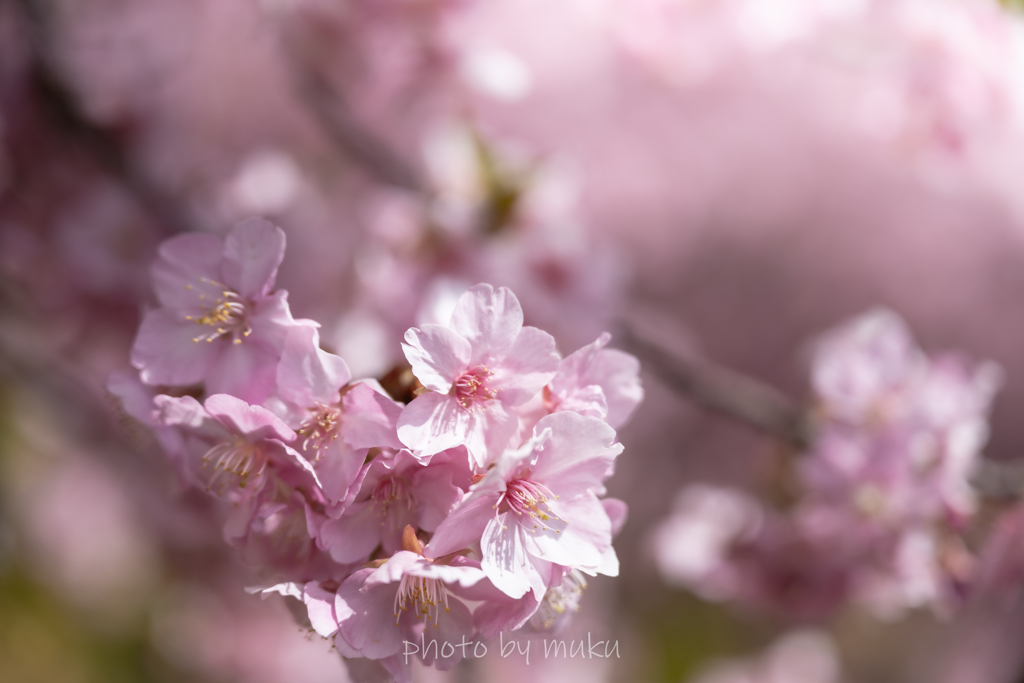 花ひらく