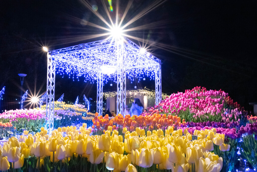 ウィンターチューリップ