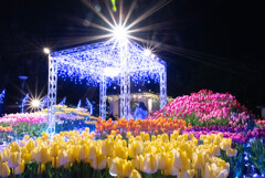 ウィンターチューリップ