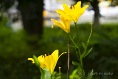 黄色　Lilium