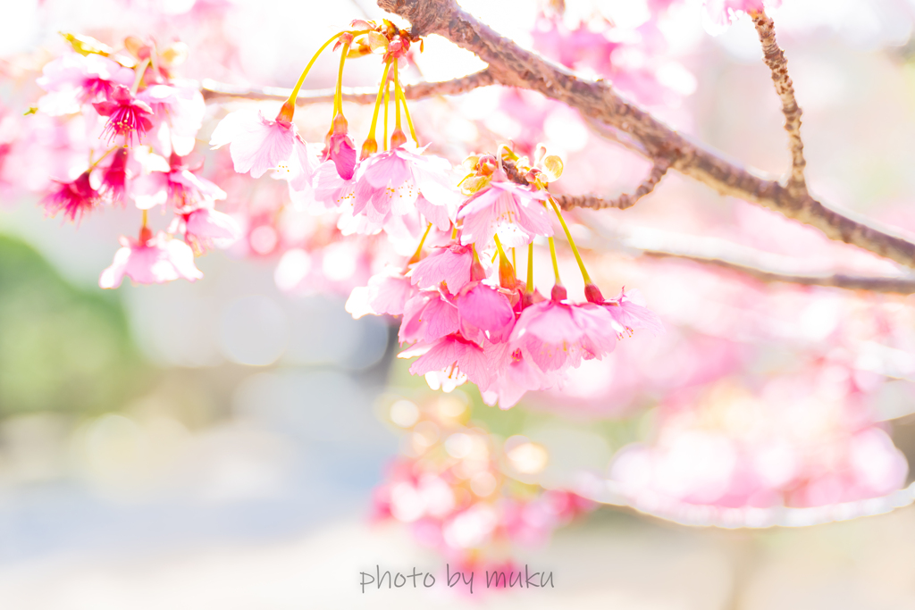 土肥桜ハイキー