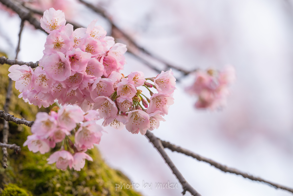 安行桜