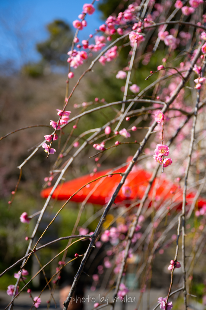 紅梅と和傘