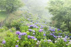 美の山の紫陽花１