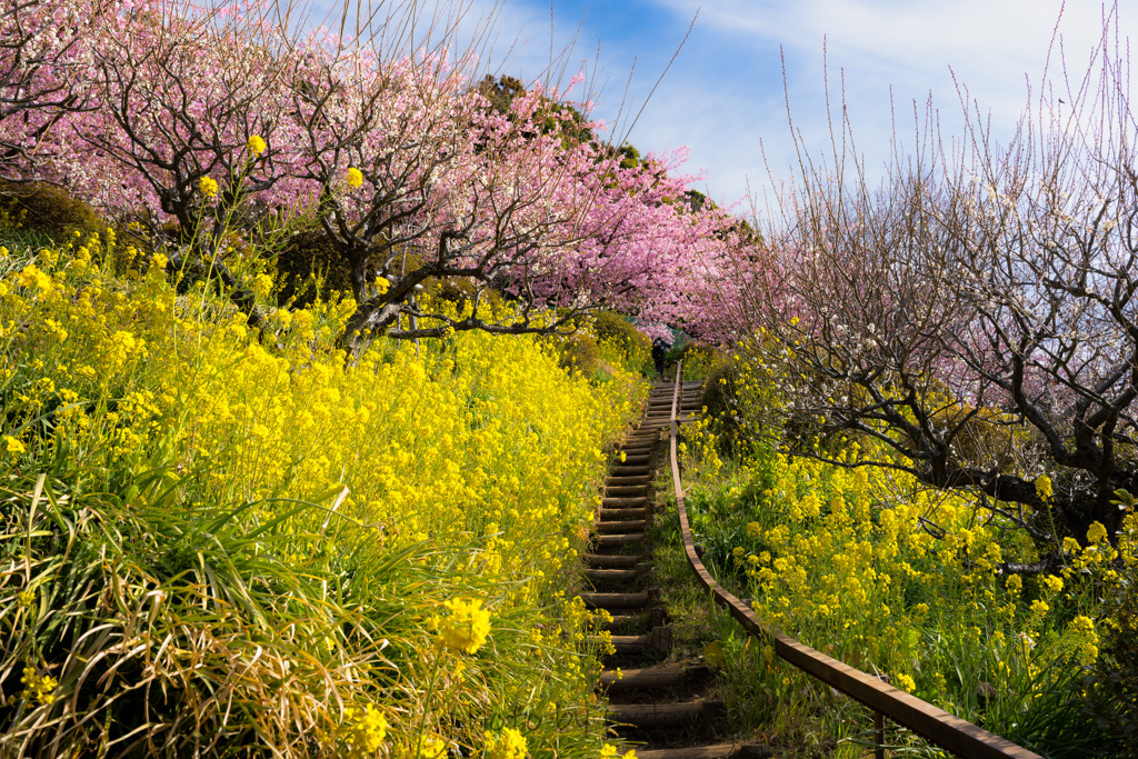 みかん山の河津桜と菜の花