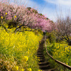 みかん山の河津桜と菜の花