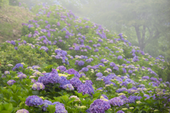 美の山の紫陽花２