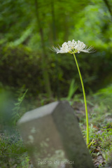 木陰でひとり