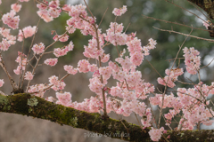 さんざめく花たち