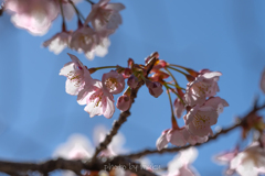 寒桜咲く４