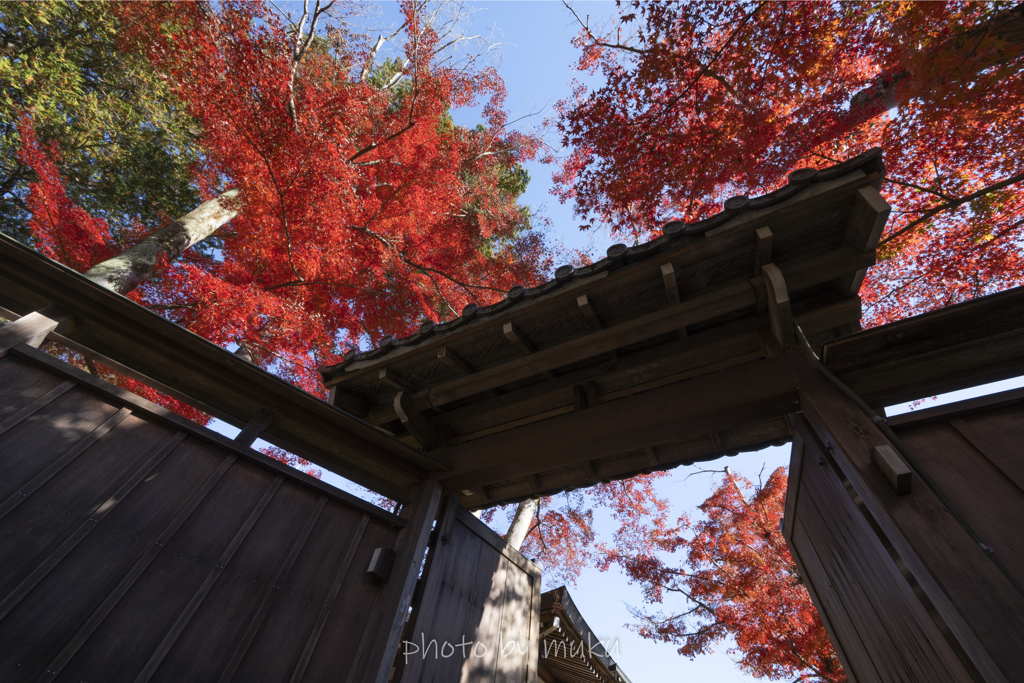 青空を添えて