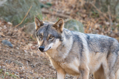 GRAY WOLF３