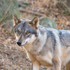 GRAY WOLF３