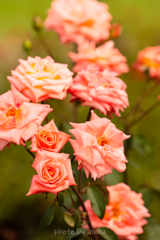 秋薔薇２