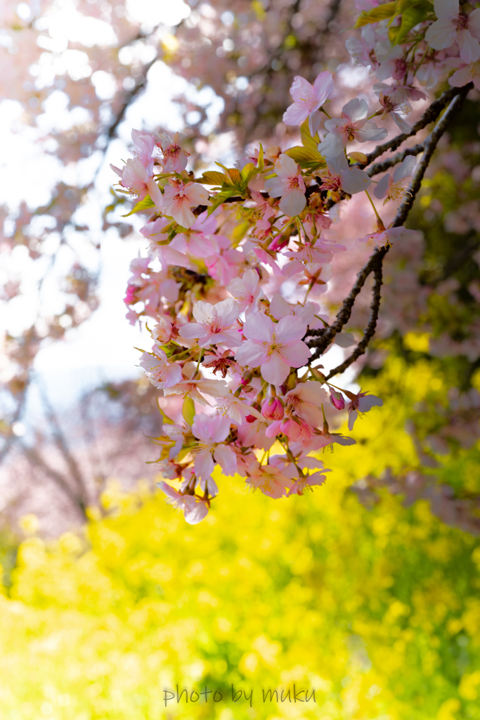 満開河津桜１