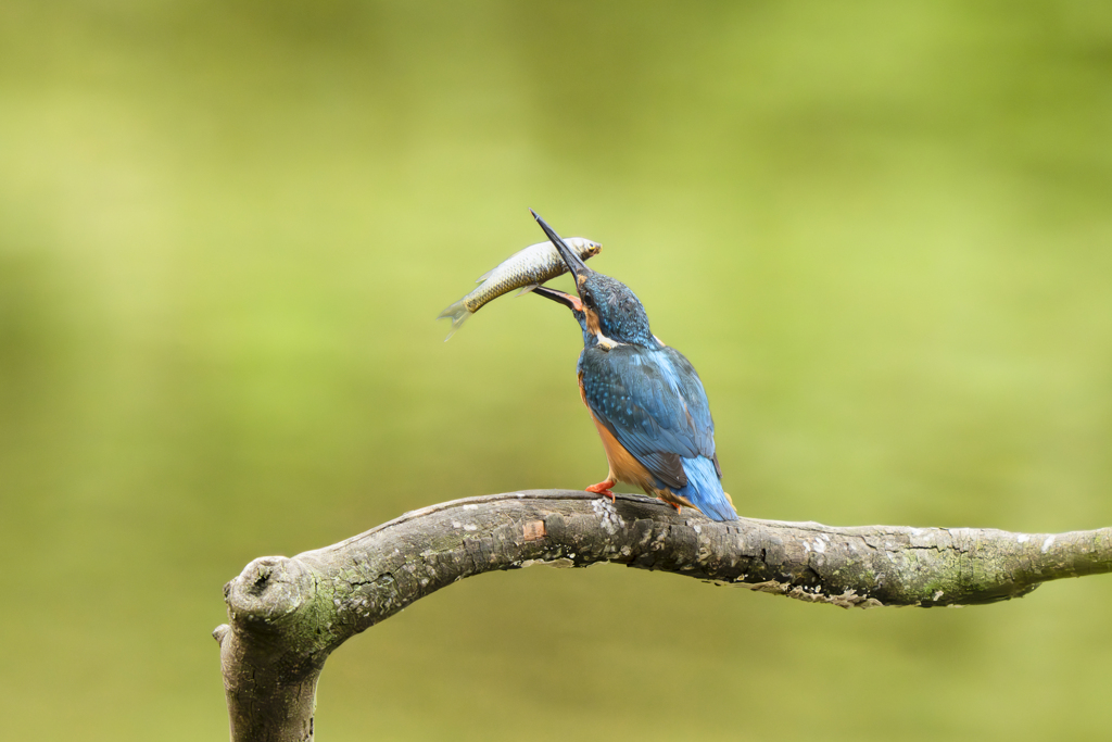 池の上で朝食を４