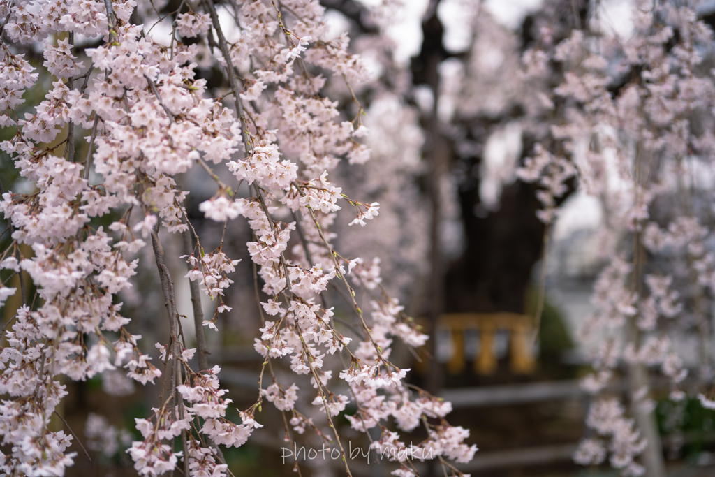 枝垂れ桜