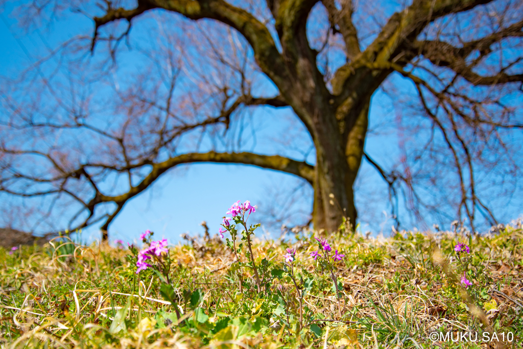 桜を待つ