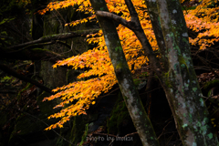 残り紅葉