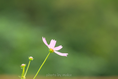 田んぼの秋桜３