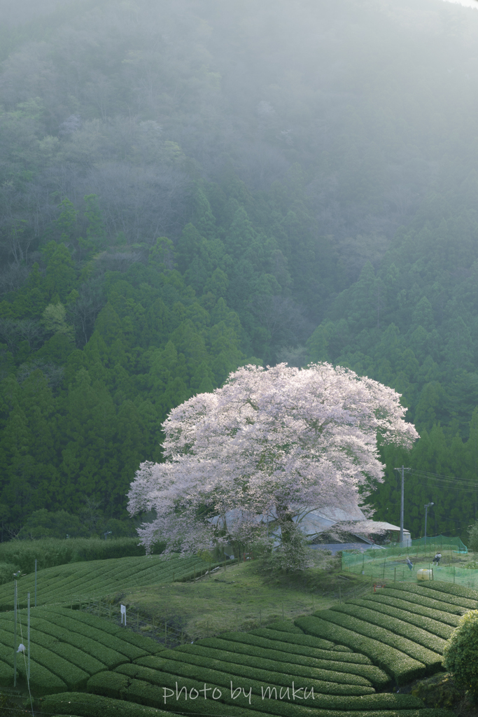 牛代の水目桜　朝日