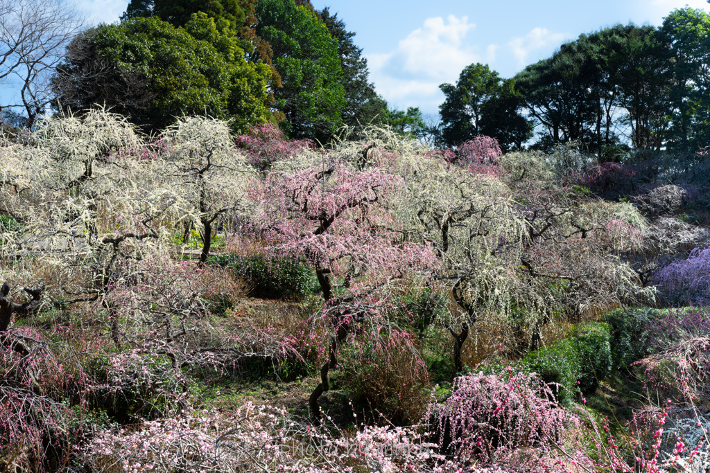 枝垂れ梅の森