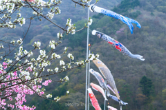 山間の風を受けて